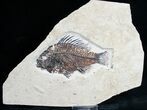 Priscacara Fossil Fish - Wyoming #7524-1